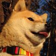 LuckShiba