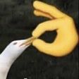 amplitudesxd