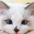 aniadev