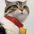 kidbai
