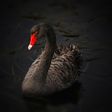 lihancong