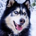 Husky-70