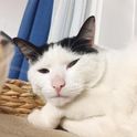 Miaoxingren