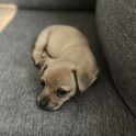 Sniperhund