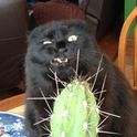 botafi