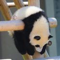 xiongtongzi